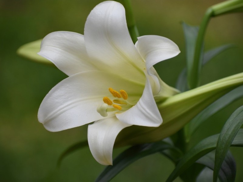 D&rsquo;où vient Pâques ? — Texte et musique — Cantate: Christ notre&nbsp;Pâque.