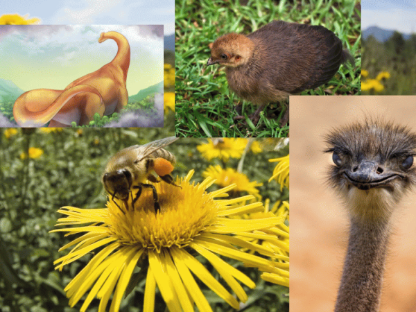 La sagesse de Dieu dans la création : 2) Créés sagement ou fruit du&nbsp;hasard?