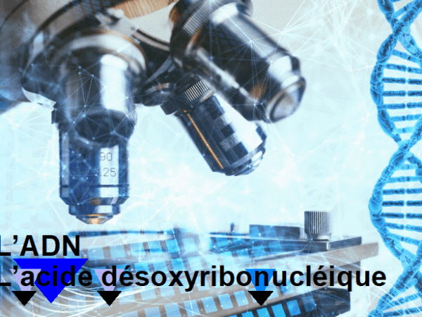 La sagesse de Dieu dans la création: 3) L&rsquo;ADN, habilement conçu ou coup de&nbsp;chance?