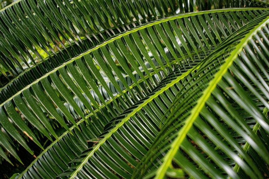 Dimanche des rameaux — Jean 12 — La malhonnêteté de fonds et la méchanceté versus la lumière de la vérité qui fait&nbsp;vivre.