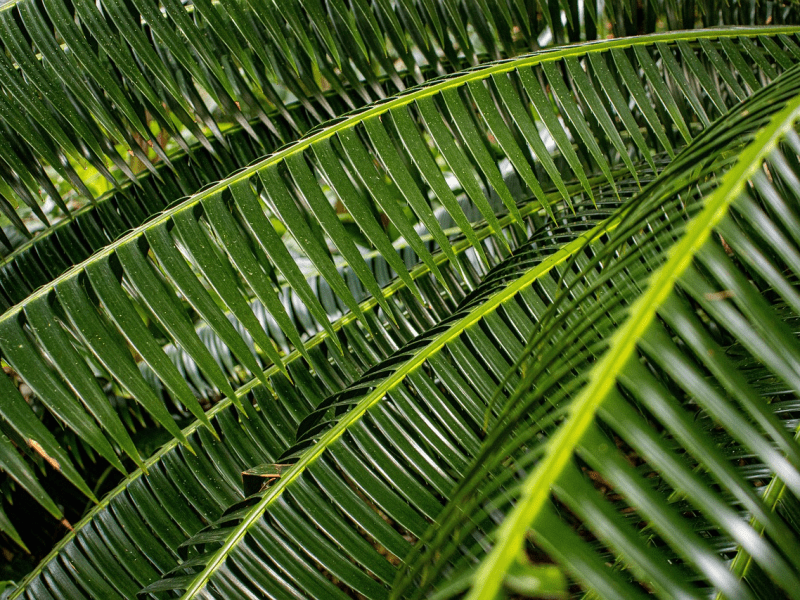Dimanche des rameaux — Jean 12 — La malhonnêteté de fonds et la méchanceté versus la lumière de la vérité qui fait&nbsp;vivre.